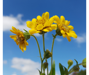 Arnica – for inside and out!