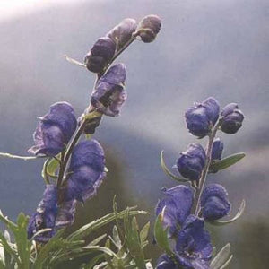 aconite 30c