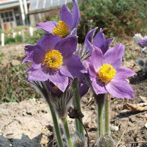 pulsatilla 30c 100s