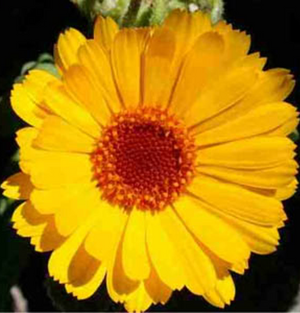 calendula 30c