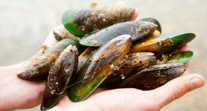 pernaton green lipped mussel gel tube 40ml