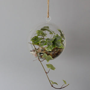 All Glass Terrarium - Globe Hanging Bowl - GTB