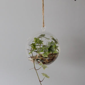 All Glass Terrarium - Globe Hanging Bowl - GTB