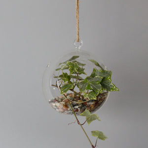 All Glass Terrarium - Globe Hanging Bowl - GTB