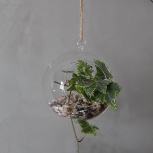 All Glass Terrarium - Globe Hanging Bowl - GTB