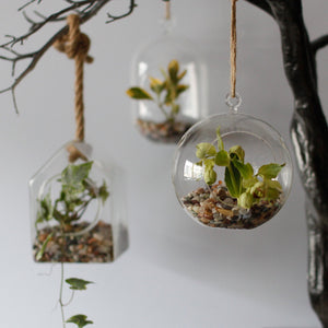 All Glass Terrarium - Hanging House on Rope - GTB