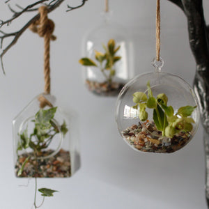 All Glass Terrarium - Hanging Teardrop on Rope - GTB