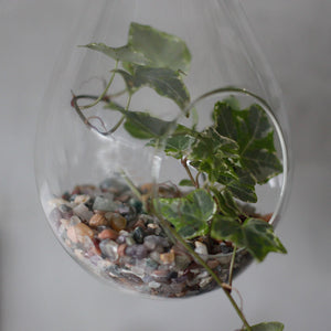 All Glass Terrarium - Hanging Teardrop on Rope - GTB