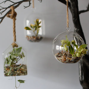 All Glass Terrarium - Hanging Teardrop on Rope - GTB