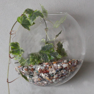 All Glass Terrarium - Large Hanging Wall Bowl - GTB