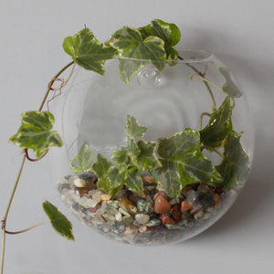 All Glass Terrarium - Large Hanging Wall Bowl - GTB