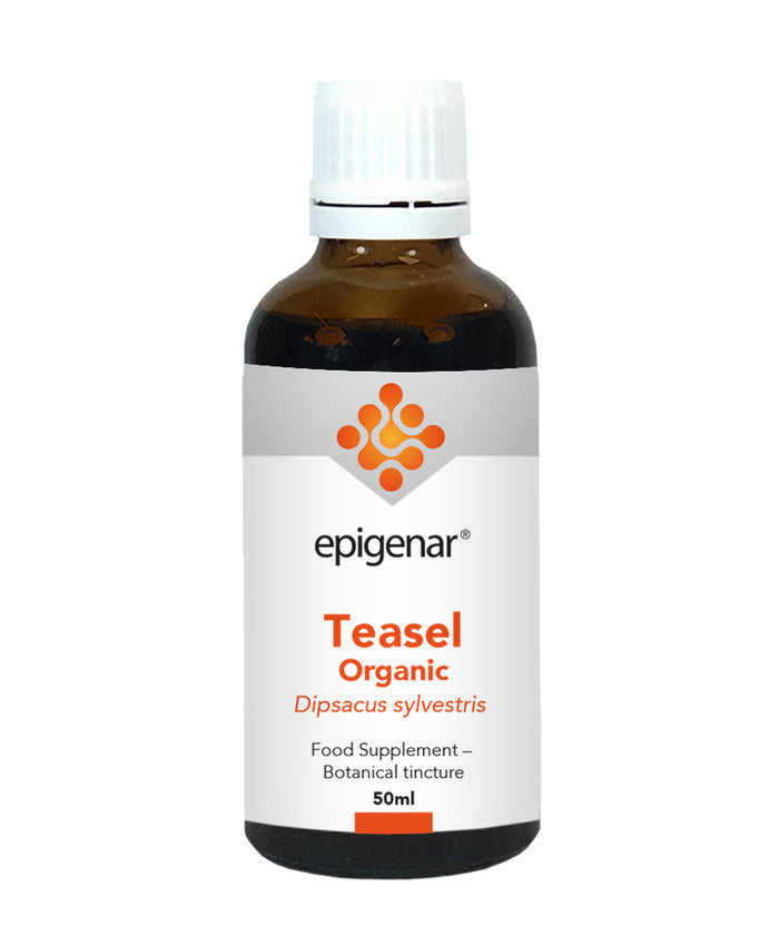 Epigenar Teasel Organic 50ml