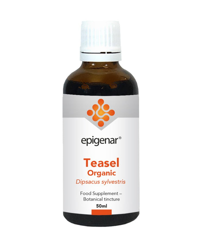 Epigenar Teasel Organic (Tincture) 50ml