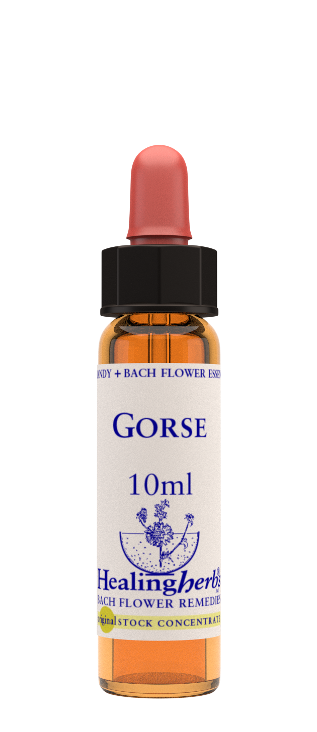 Healing Herbs Ltd Gorse 10ml