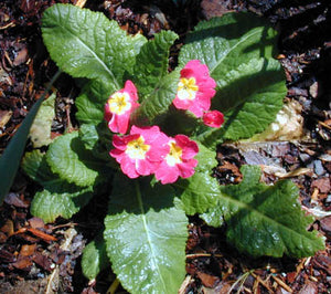 Saskia's Flower Essences Nan's Polyanthus For Things That Are Difficult To Do Single Essence (In Alcohol)