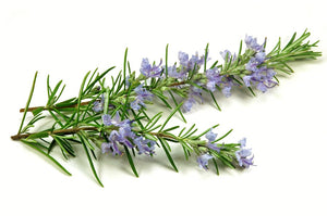 Rosemary Essential Oil Soap Loaf - 2kg