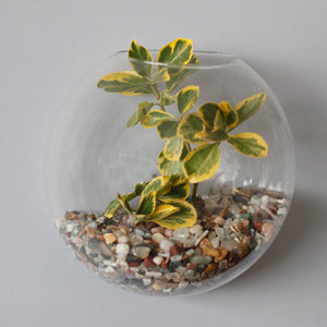 All Glass Terrarium - Large Hanging Wall Bowl