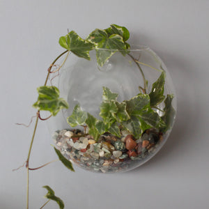 All Glass Terrarium - Small Hanging Wall Bowl