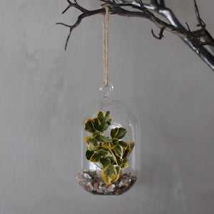 All Glass Terrarium - Oval Hanging Bowl