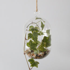 All Glass Terrarium - Oval Hanging Bowl